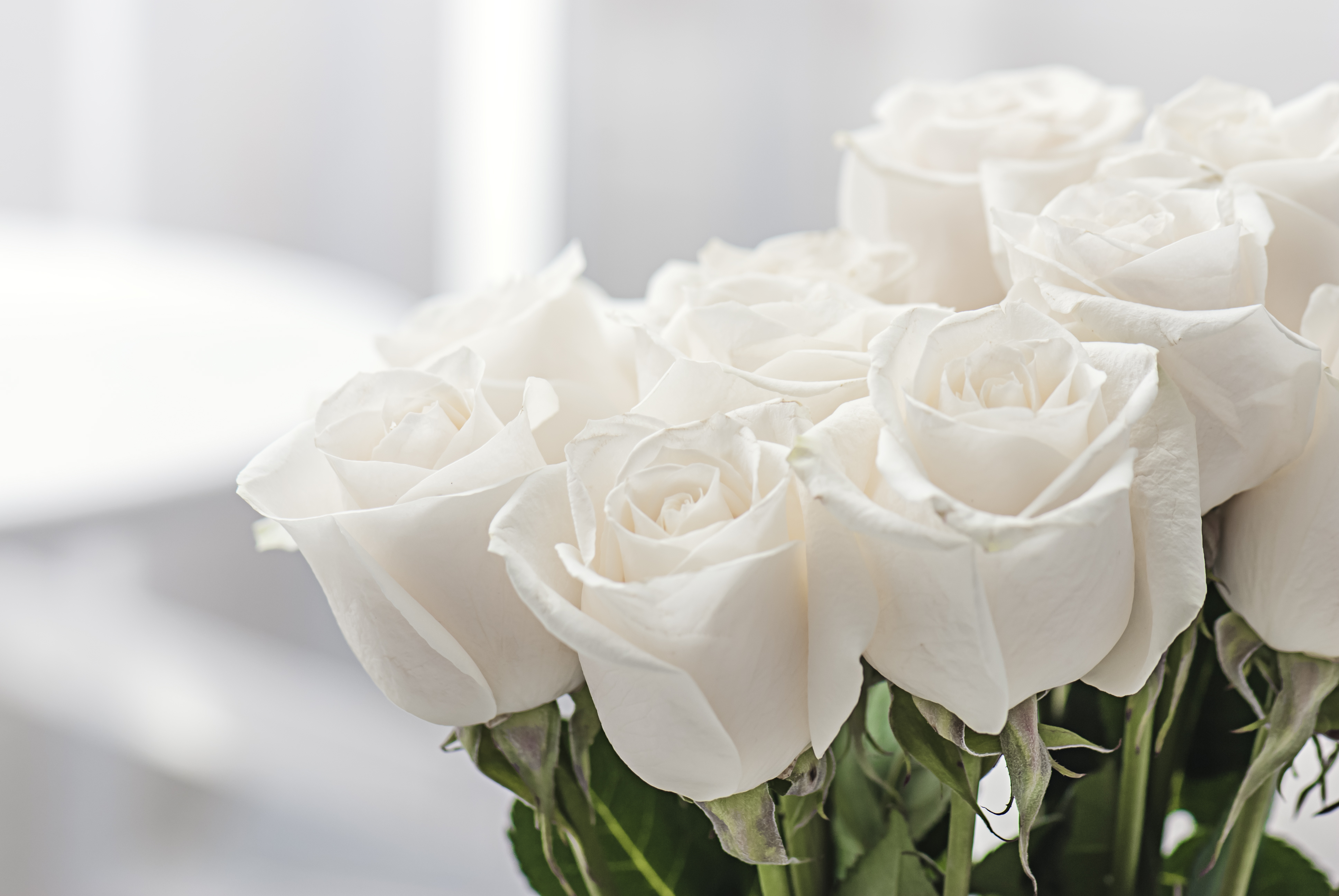 Roses blanches