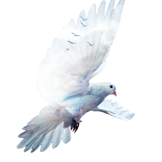 M Gaetan Jobin Residence Funeraire Steve L Elkas